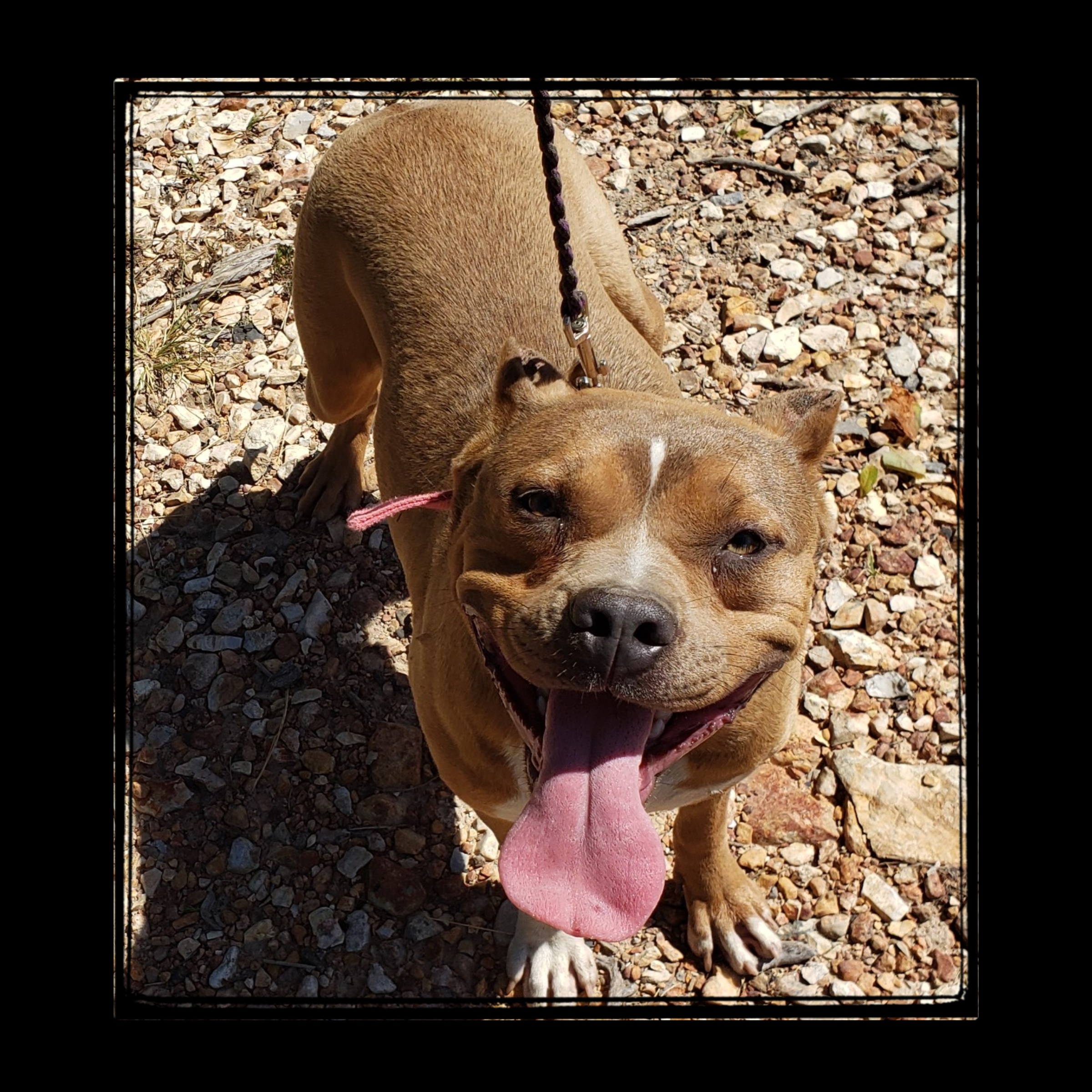 Dog Featured Image