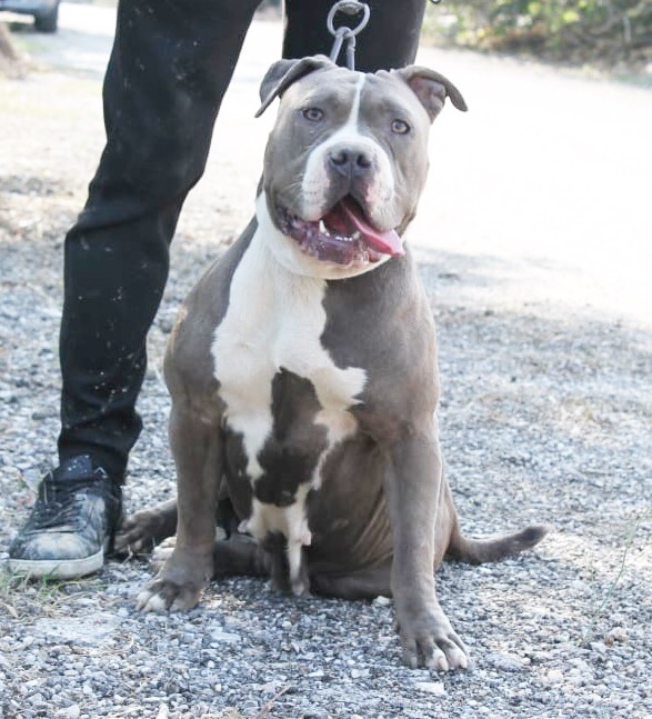 Dog Featured Image