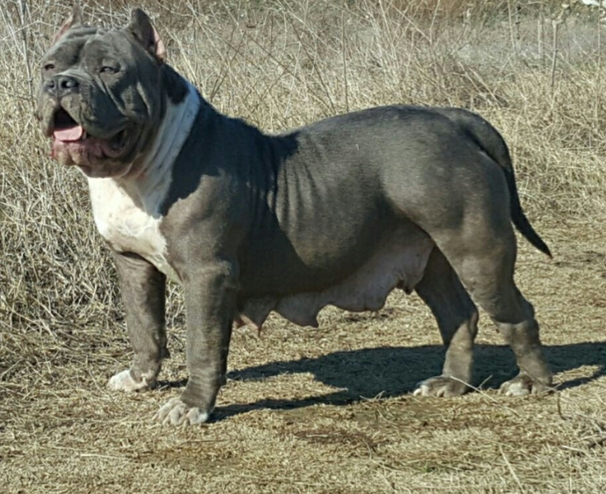 Dog Featured Image