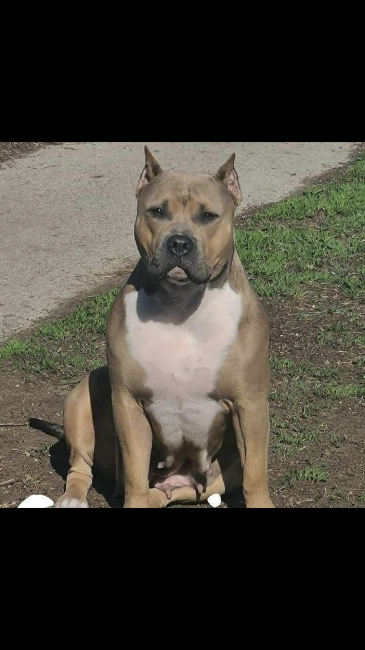 Dog Featured Image