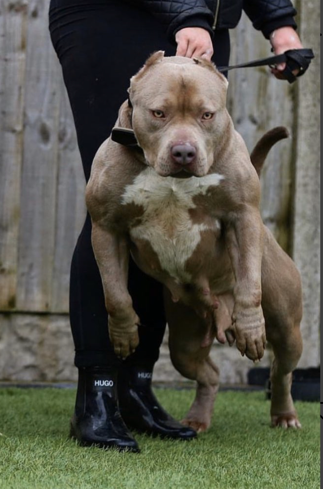 Dog Featured Image