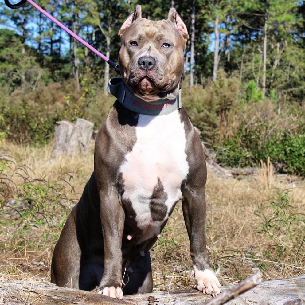 Dog Featured Image