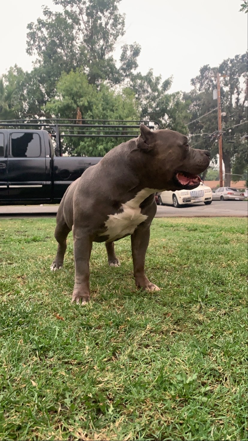 Dog Featured Image