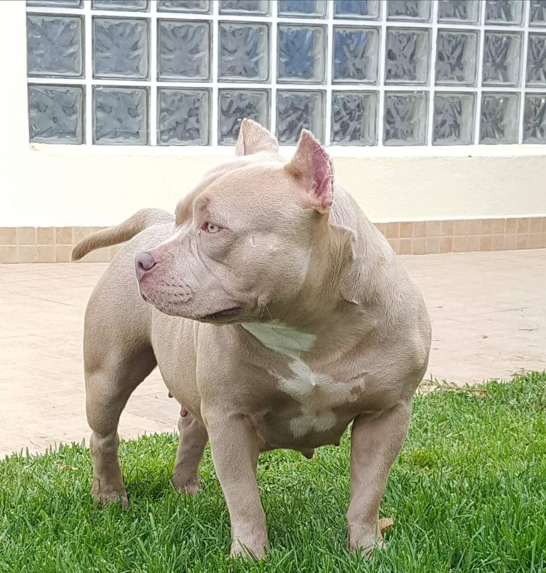 Dog Featured Image