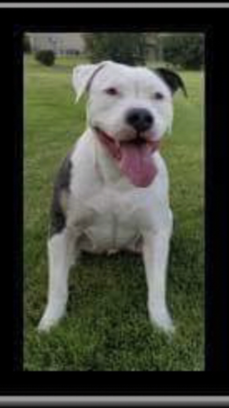 Dog Featured Image