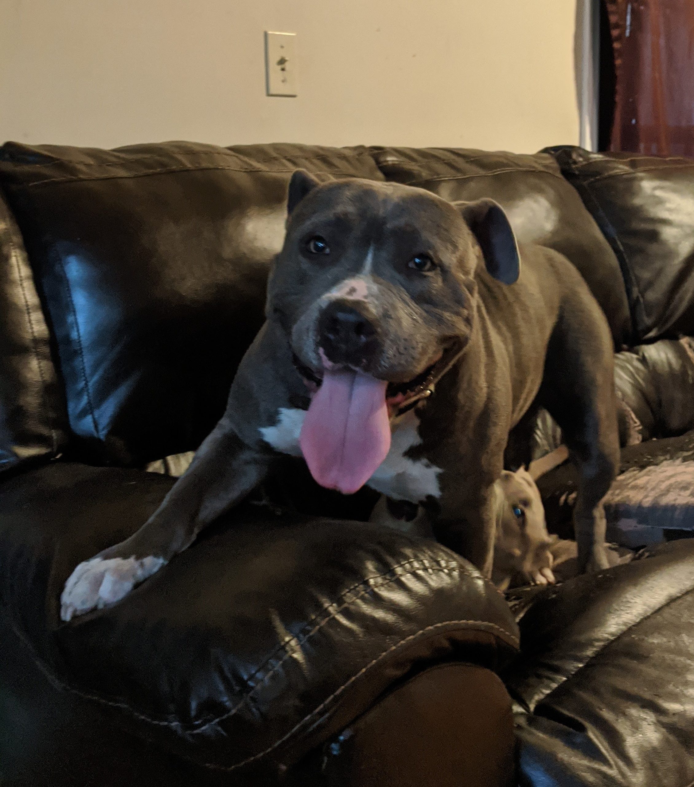 Dog Featured Image