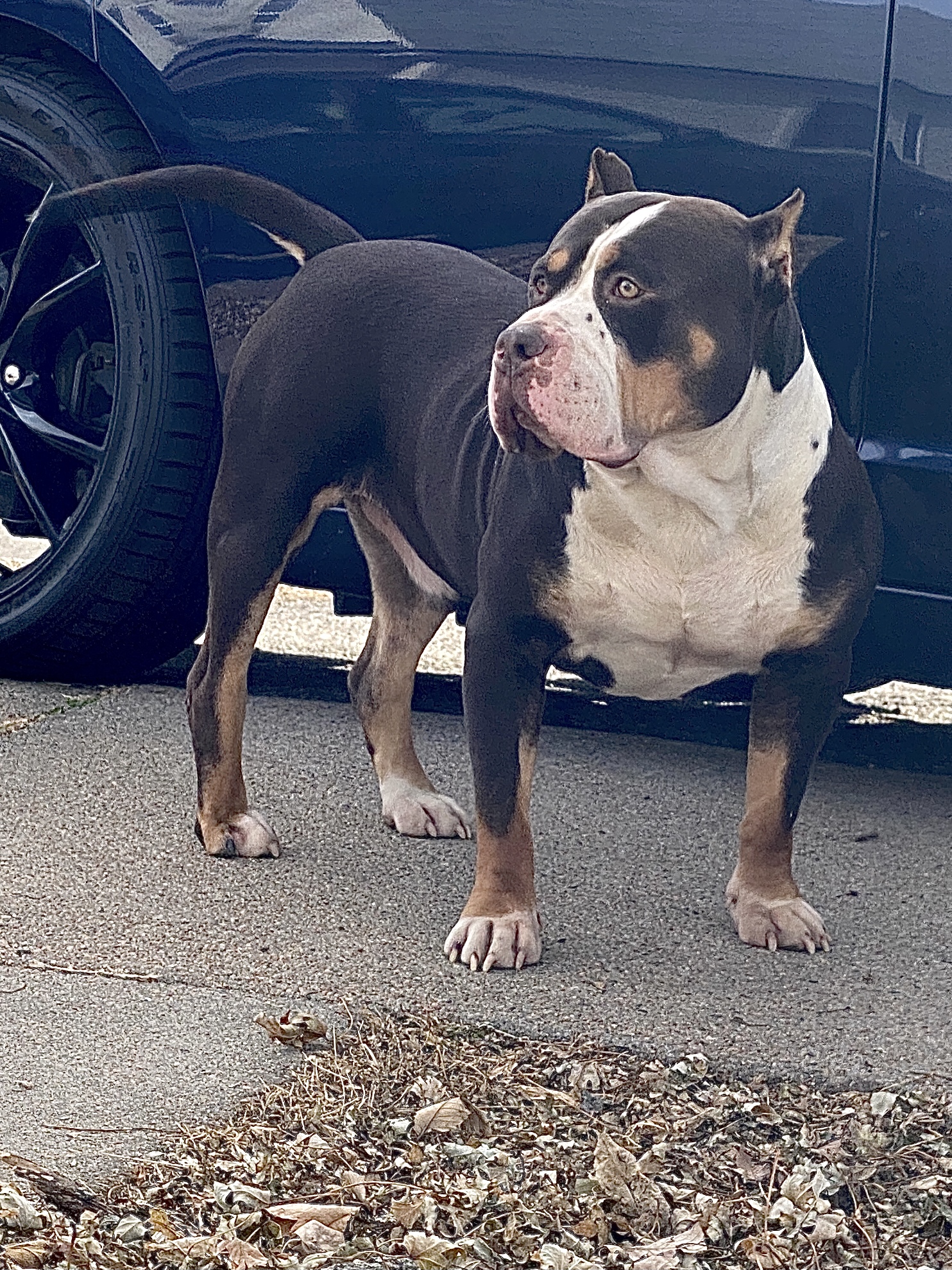 Dog Featured Image