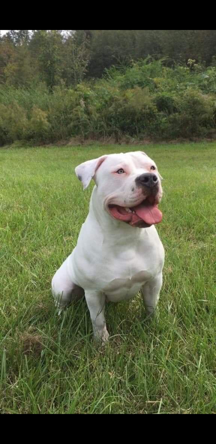 Dog Featured Image