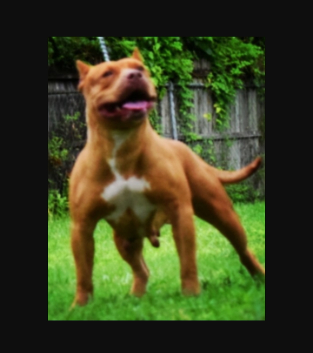 Dog Featured Image