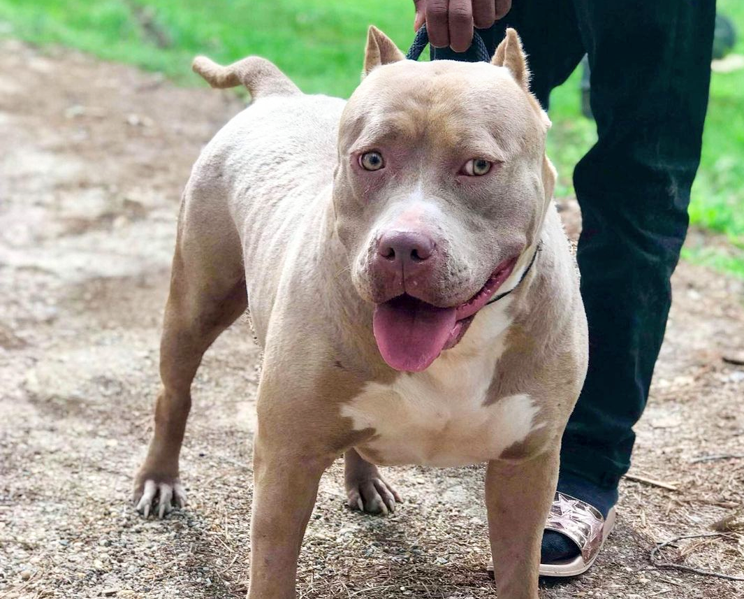 Dog Featured Image