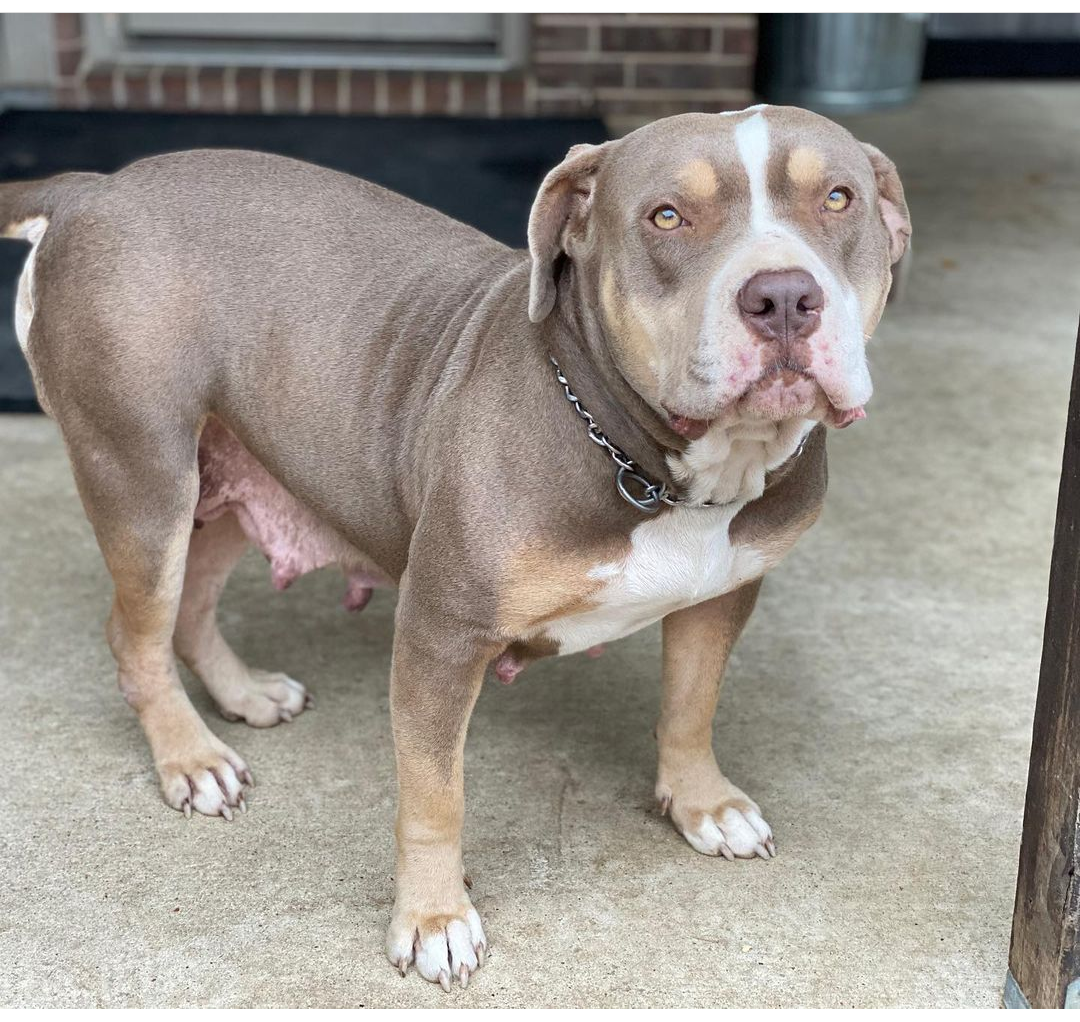 Dog Featured Image