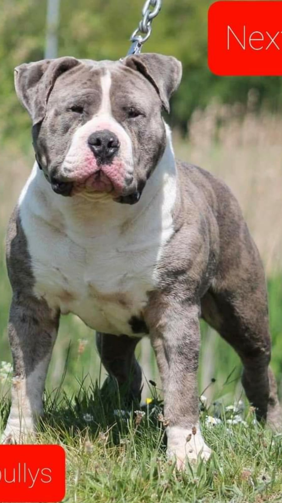 Dog Featured Image