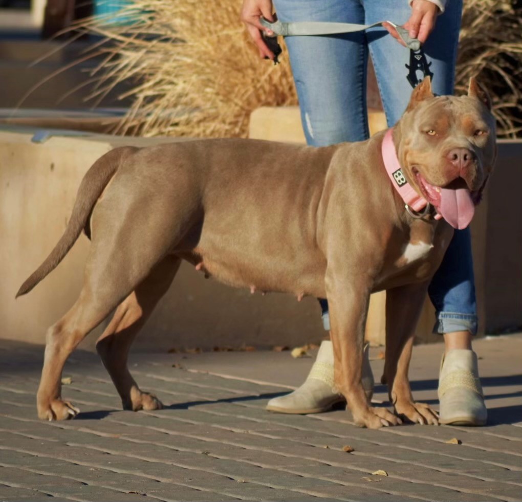 Dog Featured Image