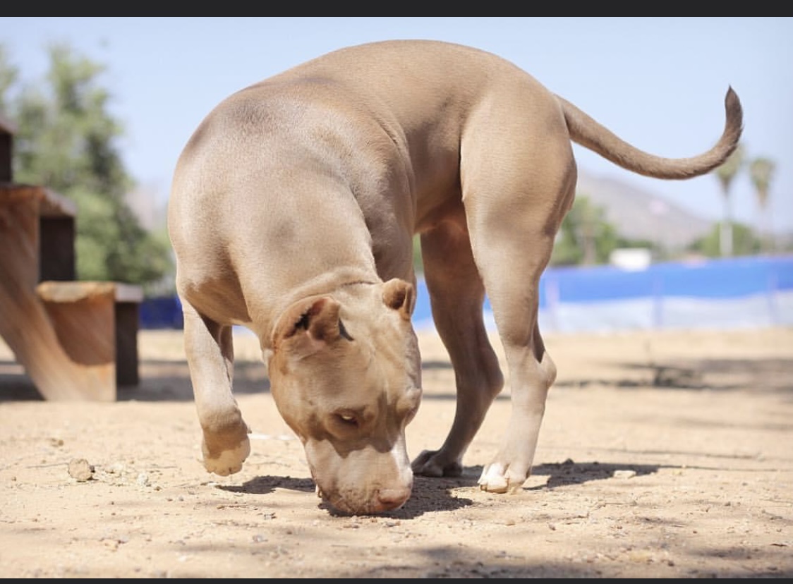 Dog Featured Image