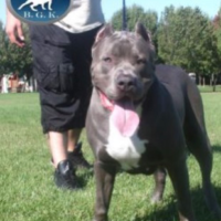 Dog Featured Image