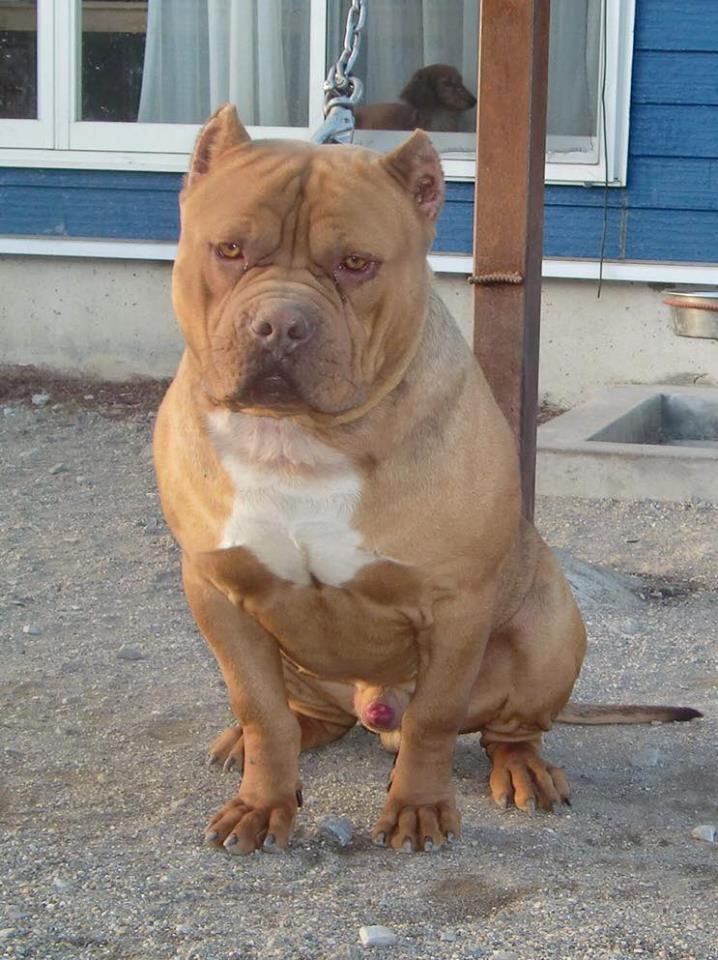 Dog Featured Image