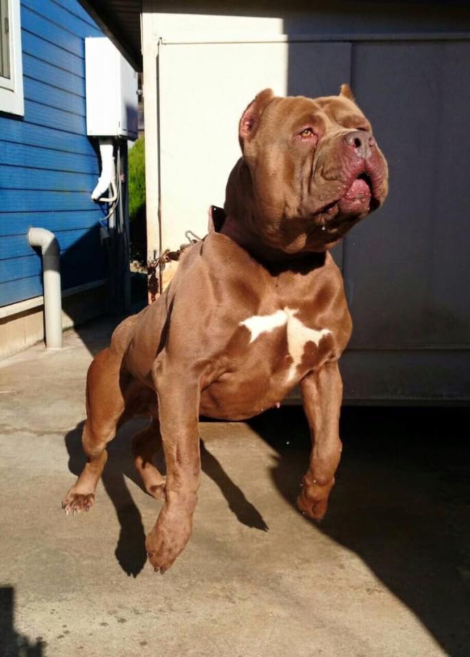 Dog Featured Image