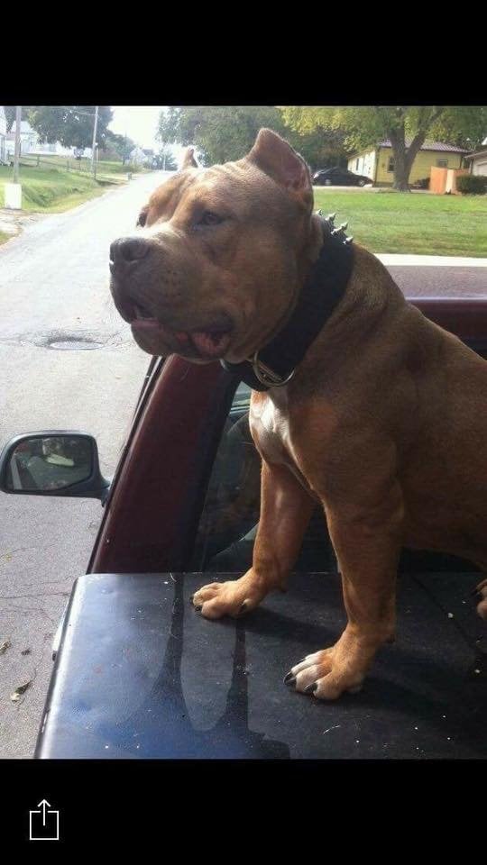 Dog Featured Image