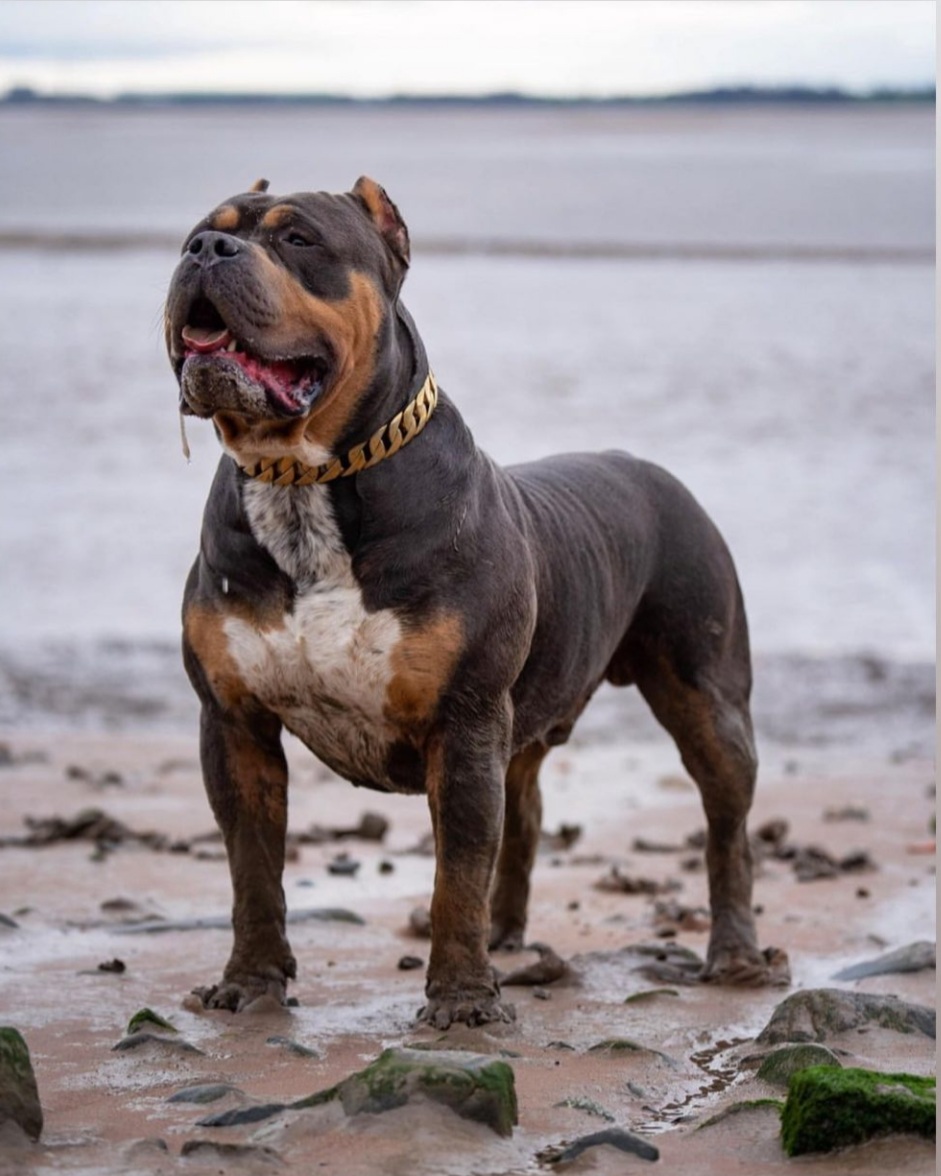 Dog Featured Image