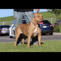 Dog Featured Image