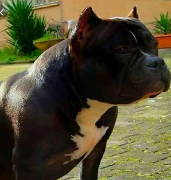 Dog Featured Image