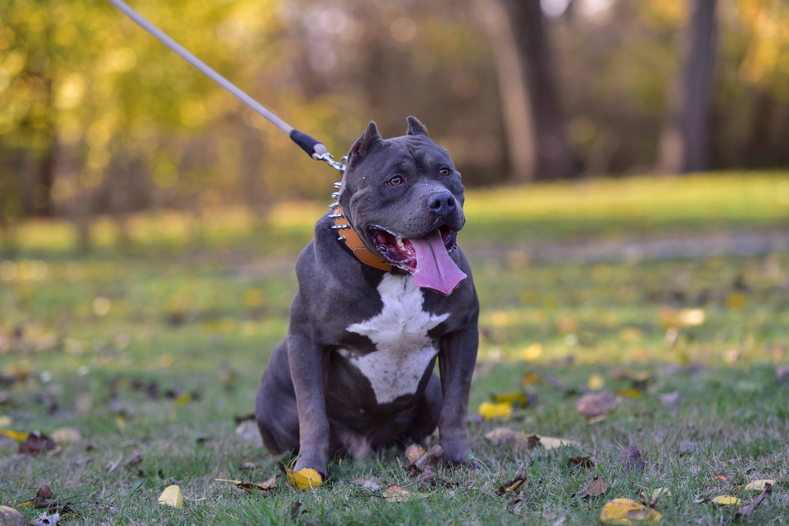 Dog Featured Image