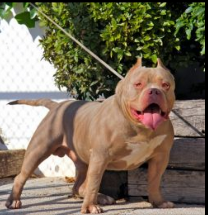 Dog Featured Image