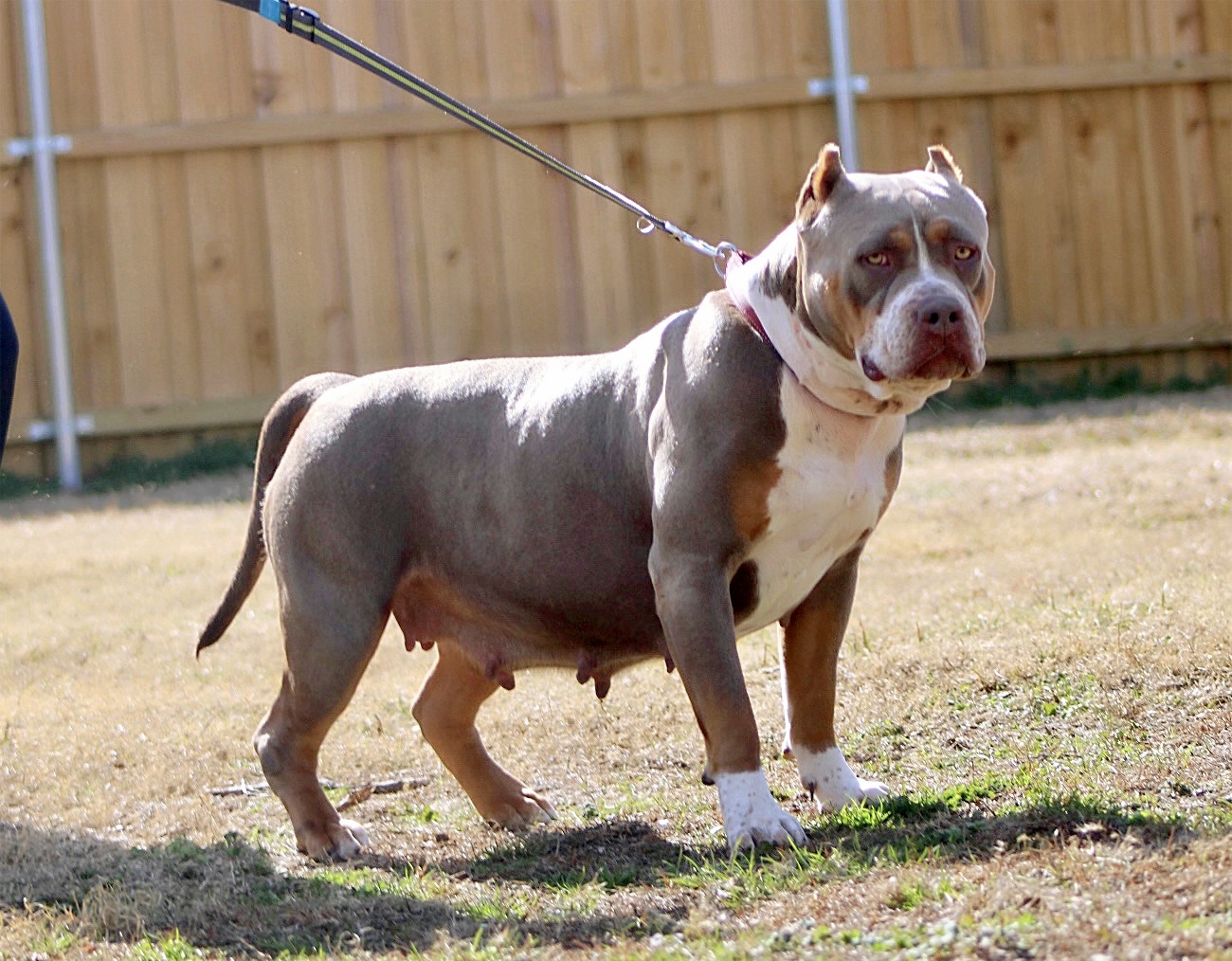 Dog Featured Image