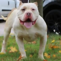 Dog Featured Image