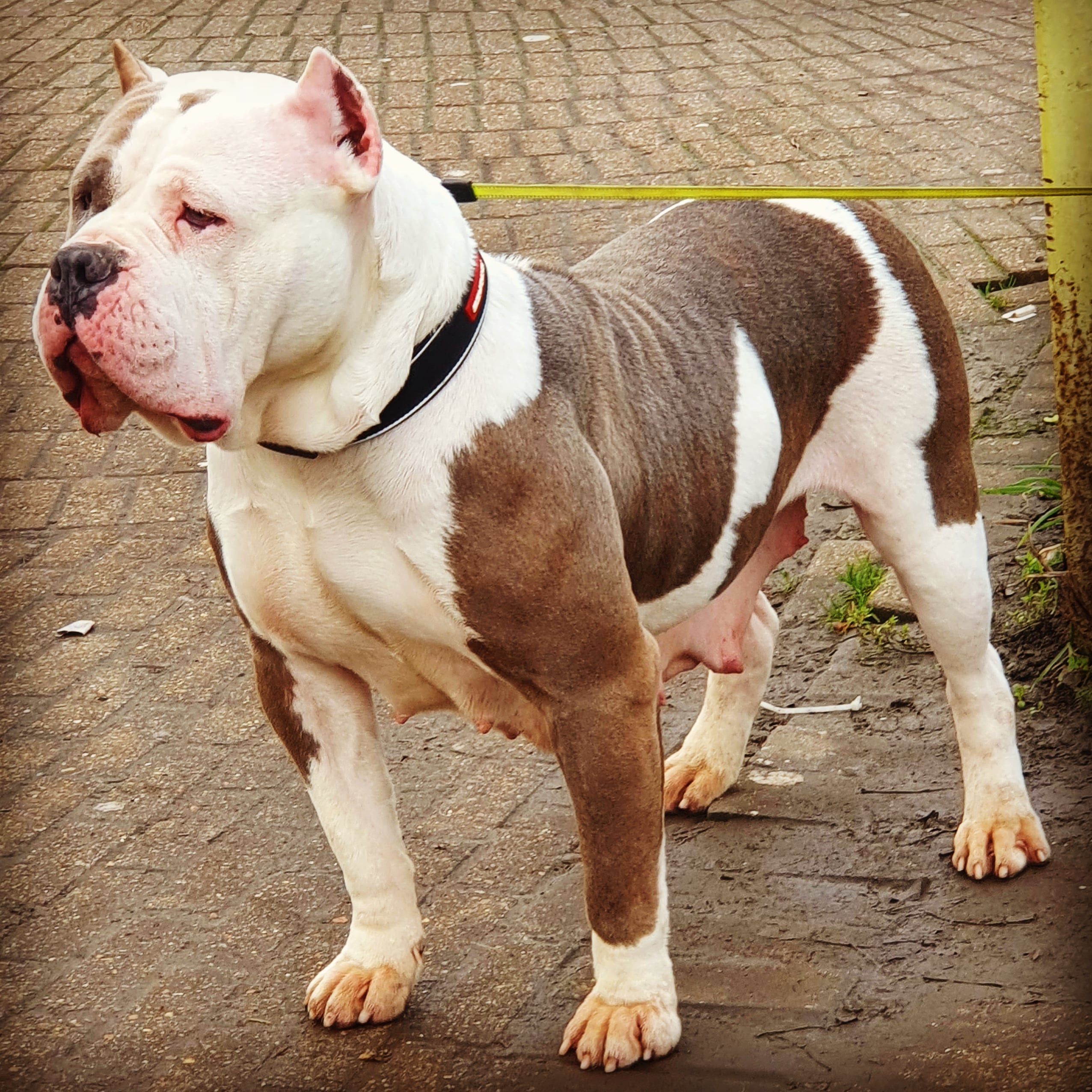 Dog Featured Image