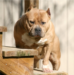 Dog Featured Image