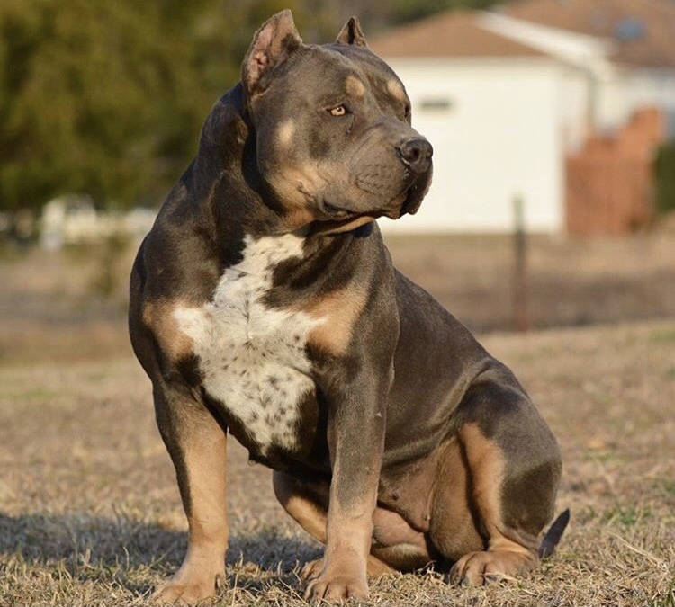 Dog Featured Image