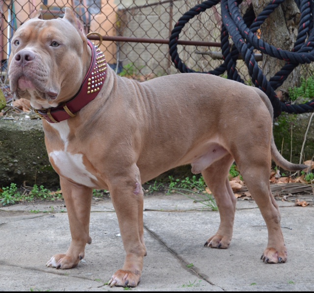 Dog Featured Image