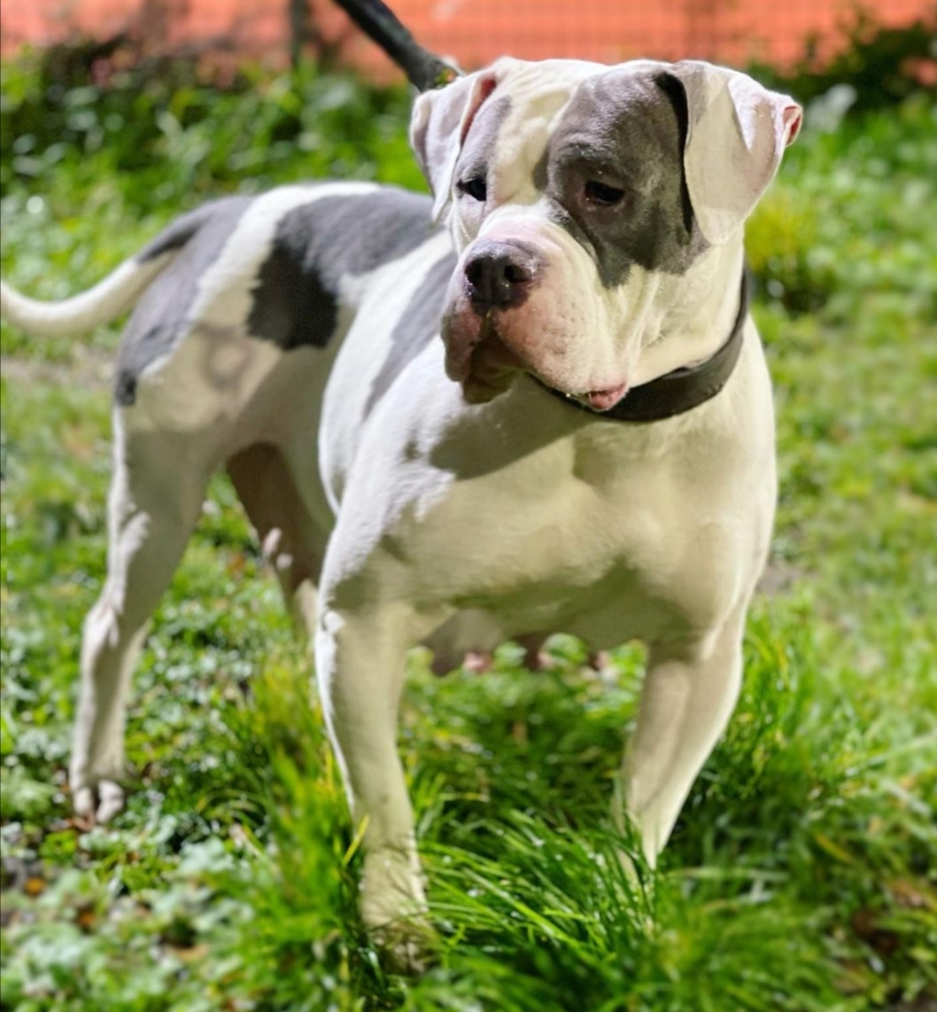 Dog Featured Image