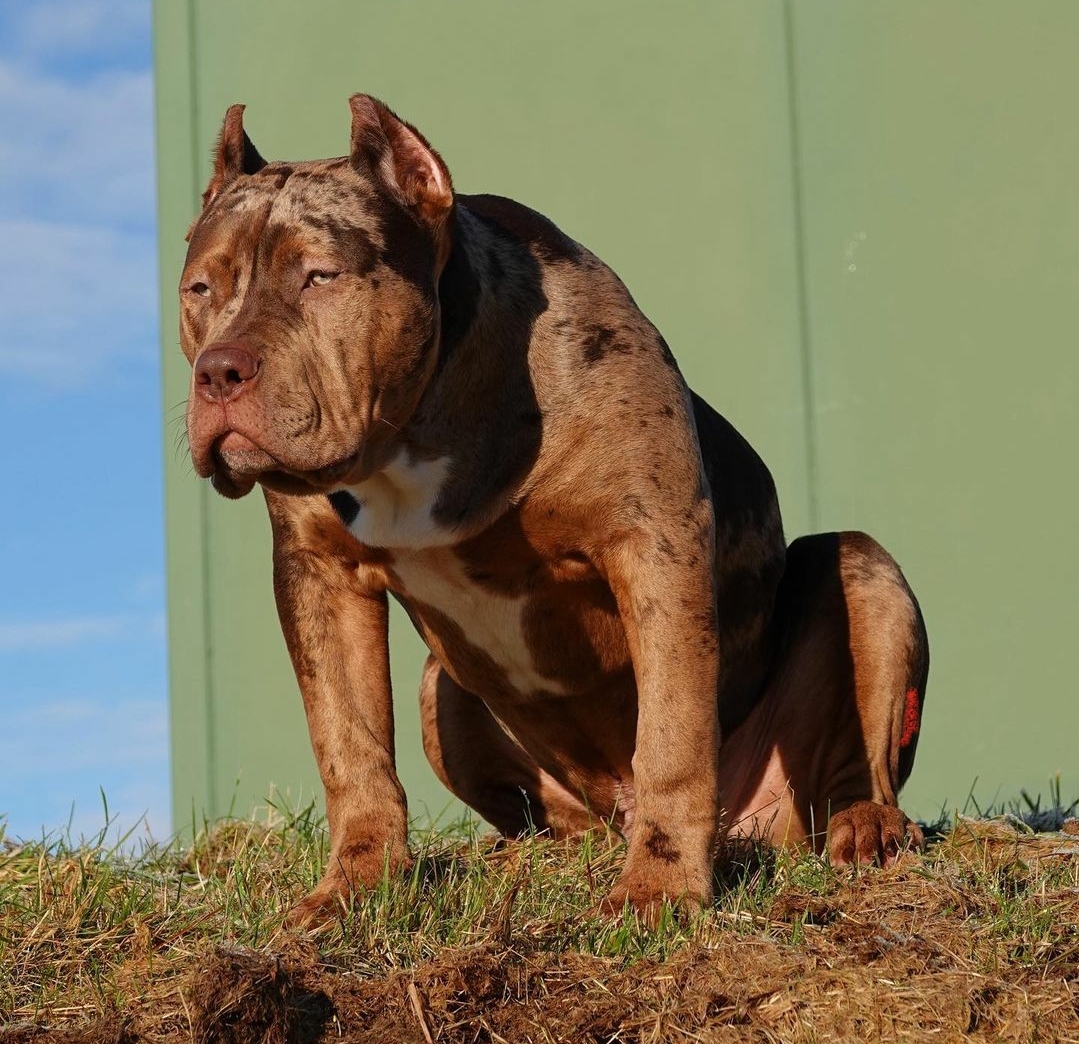 Dog Featured Image