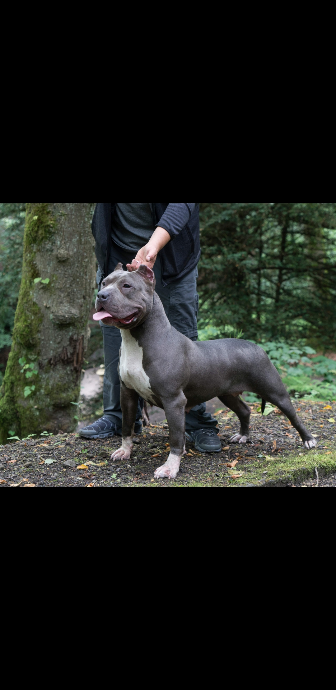 Dog Featured Image
