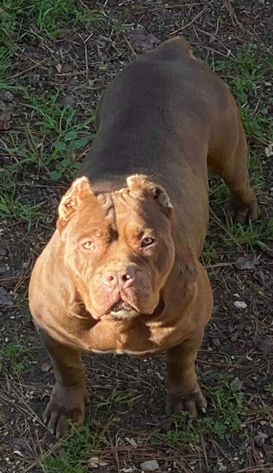Dog Featured Image
