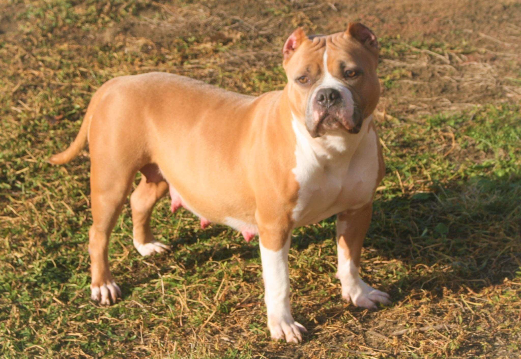 Dog Featured Image