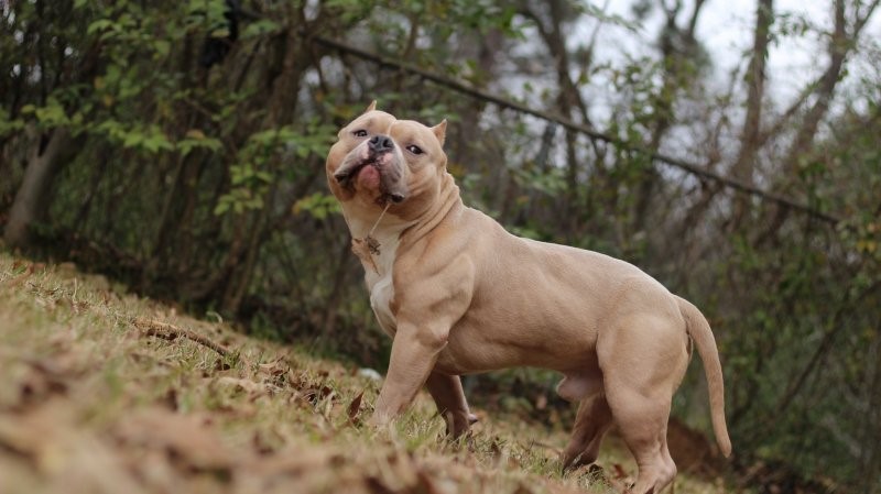 Dog Featured Image