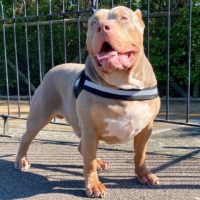 Dog Featured Image