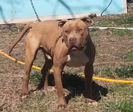 Dog Featured Image