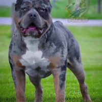 Dog Featured Image