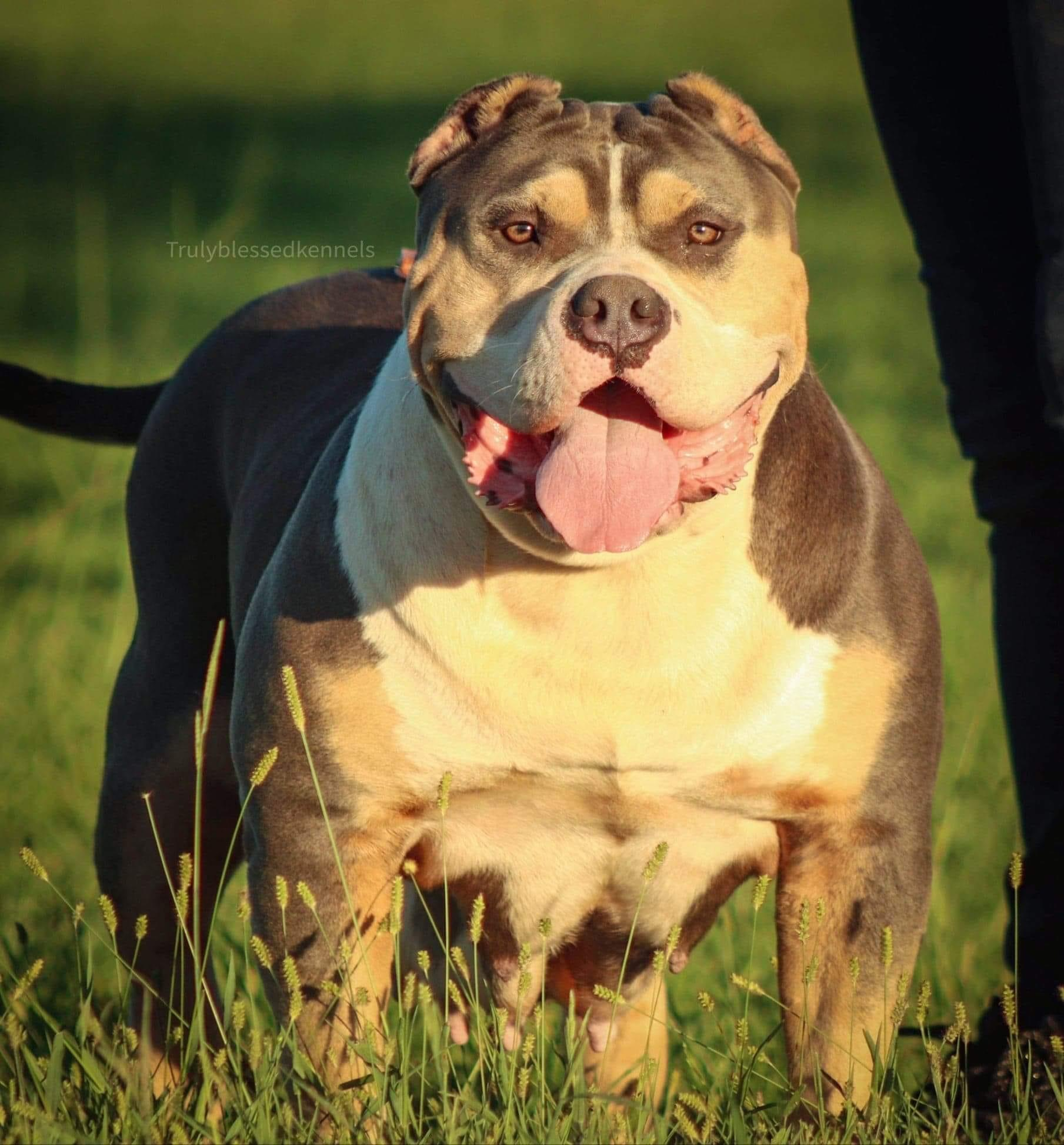Dog Featured Image