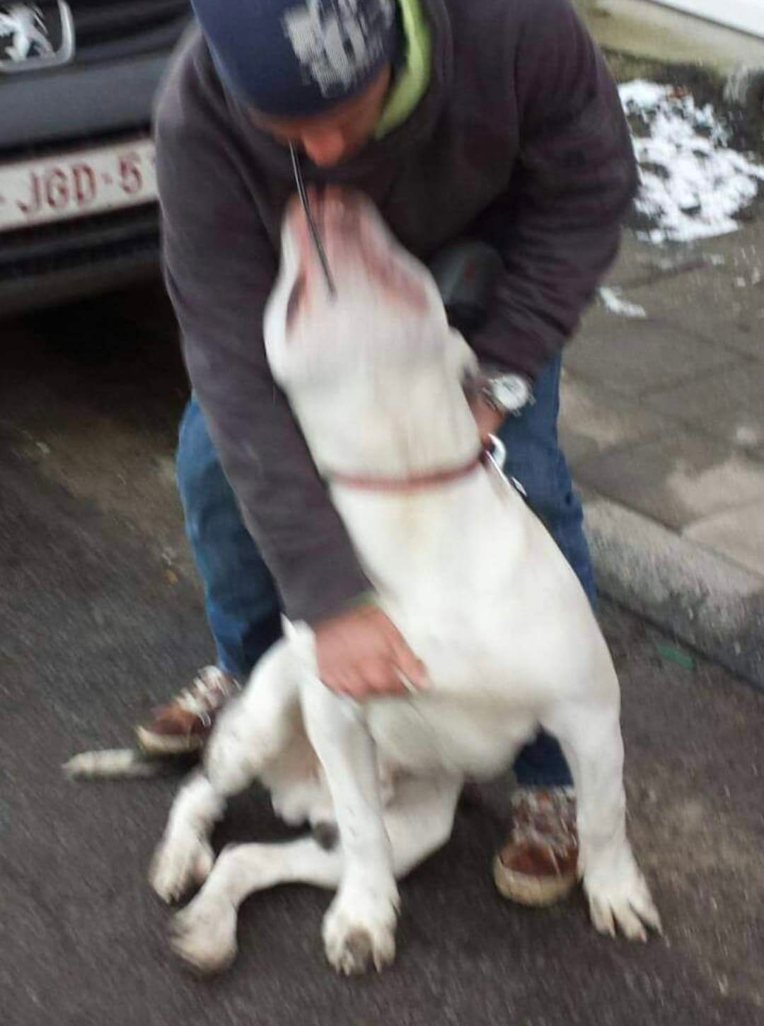 Dog Featured Image