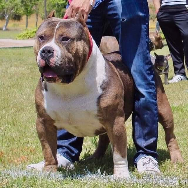 Dog Featured Image