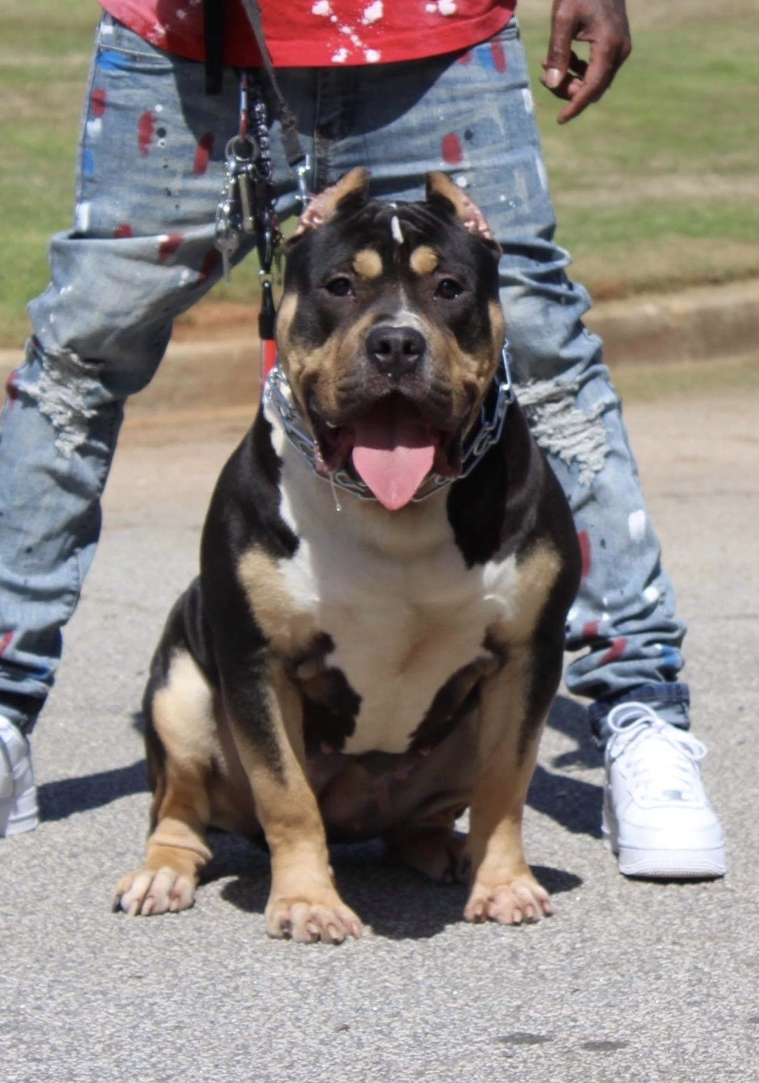 Dog Featured Image