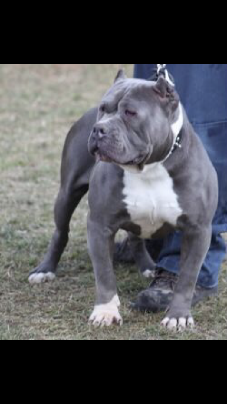 Dog Featured Image