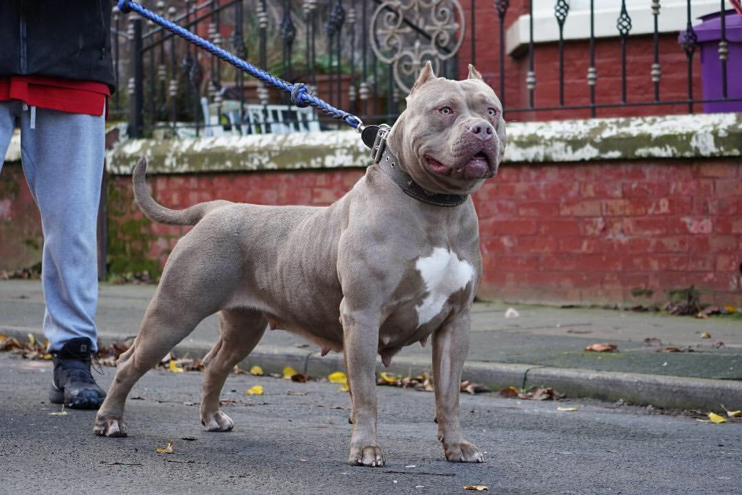 Dog Featured Image