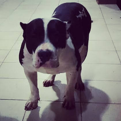 Dog Featured Image