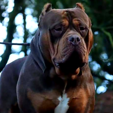 Dog Featured Image